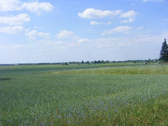 Ogorzeliny 026