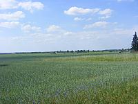 Ogorzeliny 026